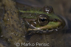 Common pond frog. Taken with Canon 40D and a 150 mm sigma... by Marko Perisic 